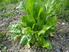 Grüner Schnittmangold, Bio