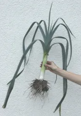 Gutschein, 40 EURO