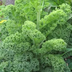 Halbhoher Grüner Krauser, Bio