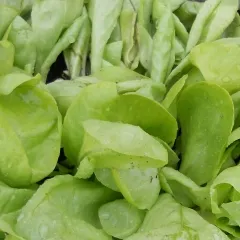 Hohlblättriger Butter, Bio, Mini-Pack