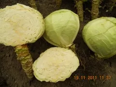 Holsteiner Platter, Bio