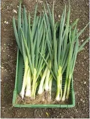 Ishikura Long White, Bio, Mini-Pack