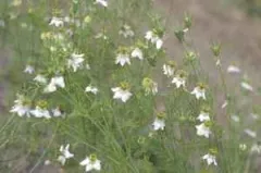 Jungfer im Grünen, Bio