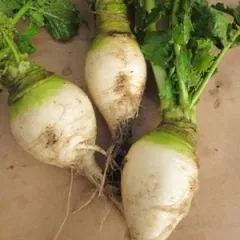 Karolas Rübchen, Bio