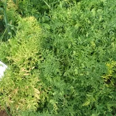 Kleine Schwarze Albstädter, Bio