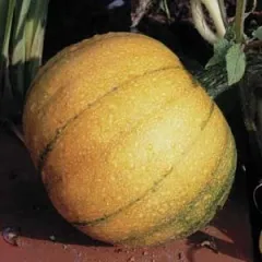 Kleiner Süßer, Bio