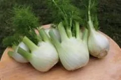 Knollenfenchel 'Lorenzo'; Bio