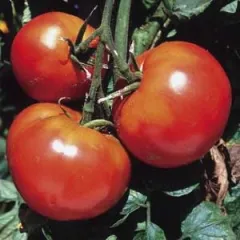 Königin von Sainte Marthe, Bio