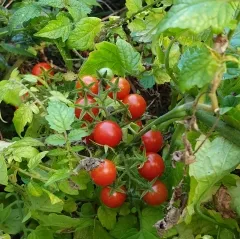 Koralik, Selektion MB, Bio