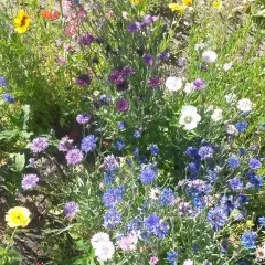 Kornblumen Farbmischung, Bio