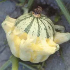 Krallen- oder Kronenkürbis, Bio