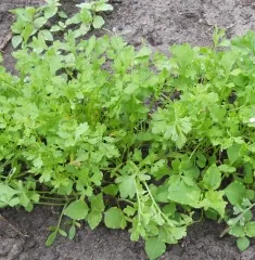 Kresse, Bio, Großpackung