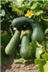 Langer aus Nizza, Bio