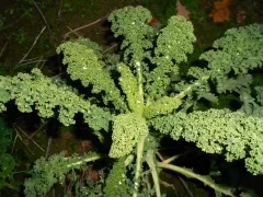 Lerchenzungen, Bio Lerchenzungen, Bio