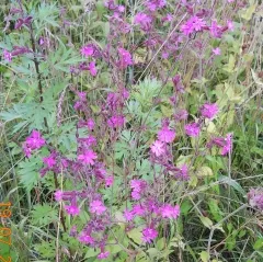 Lichtnelke-Mix, Bio Lichtnelke-Mix, Bio