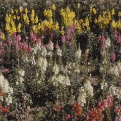 Löwenmäulchen-Mix, Bio