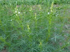 Lupine zur Gründüngung, Bio