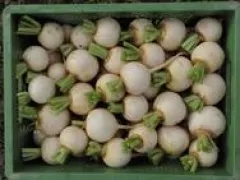 Mairübe 'Snowball', Bio