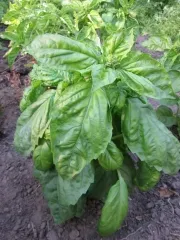 Mammuth Riesenbasilikum, Bio