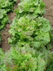 Maravillo de Verano, Bio