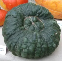 Marina di Chioggia, Bio