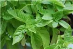 Marseiller Basilikum, Bio