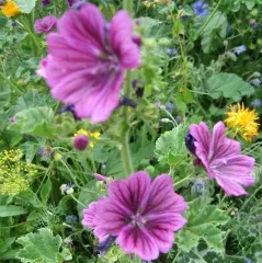 Mauretanische Malve, Bio