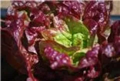 Merveille des 4 Saisons, Bio