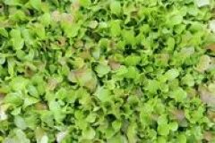 Mesclun, Bio