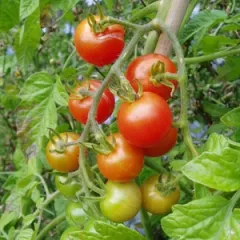 Mexikanische Honigtomate, Bio, Vorteilspack