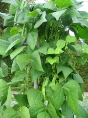 Monstranzbohne, Bio, Mini-Pack