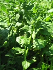 Neuseeländer Spinat, Bio