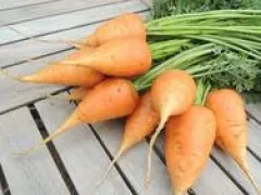 Ochsenherz-Möhre, Bio