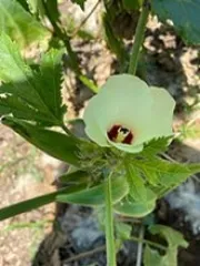 Okra 'Santa Cruz', Bio