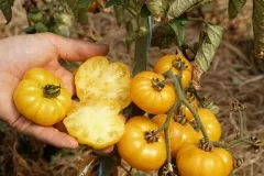 Old Yellow Candystripe, Bio