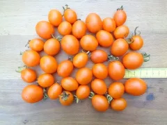 Orange Eiförmige, Bio