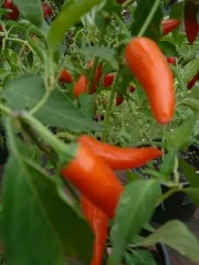 Orangener Ungar, Bio