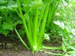 Peppermint Stick, Bio