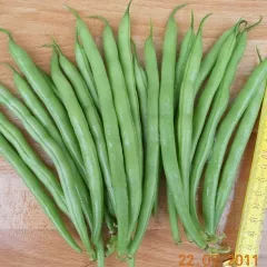 Pergousa, Bio, Mini-Pack