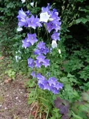 Pfirsichblättrige Glockenblumen - Mix, Bio