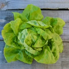 Polnischer Kopfsalat, Bio