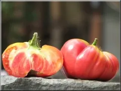 Potiron Écarlate, Bio