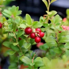 Preiselbeere, Bio