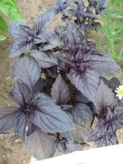 Purpur-Basilikum, Bio