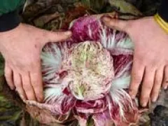 Radicchio Variegata di Lucia, Bio