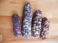 Rainbow Inka, Bio, Mini-Pack