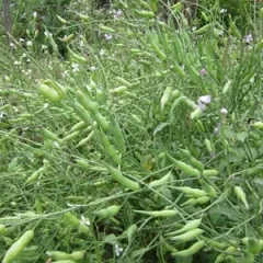 Rattenschwanz-Rettich, Bio