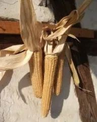 Rheintaler Ribel, Bio