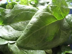 Riesen-Winterspinat, Bio