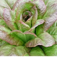 Romaine Red Cos, Bio